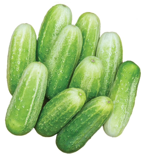 PICKLE CUCUMBER