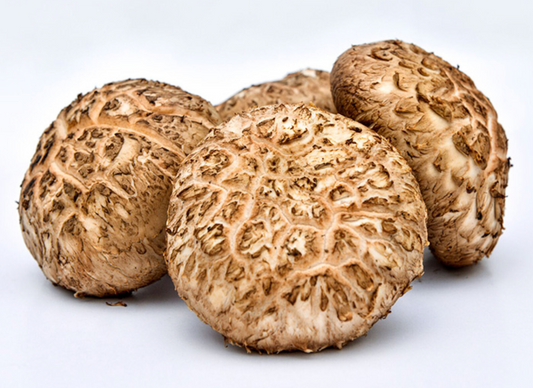 SHIITAKE MUSHROOM FLOWER