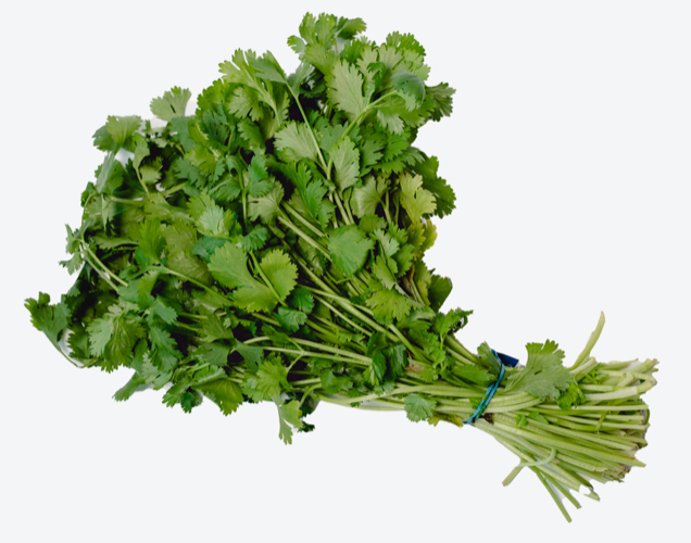 CILANTRO