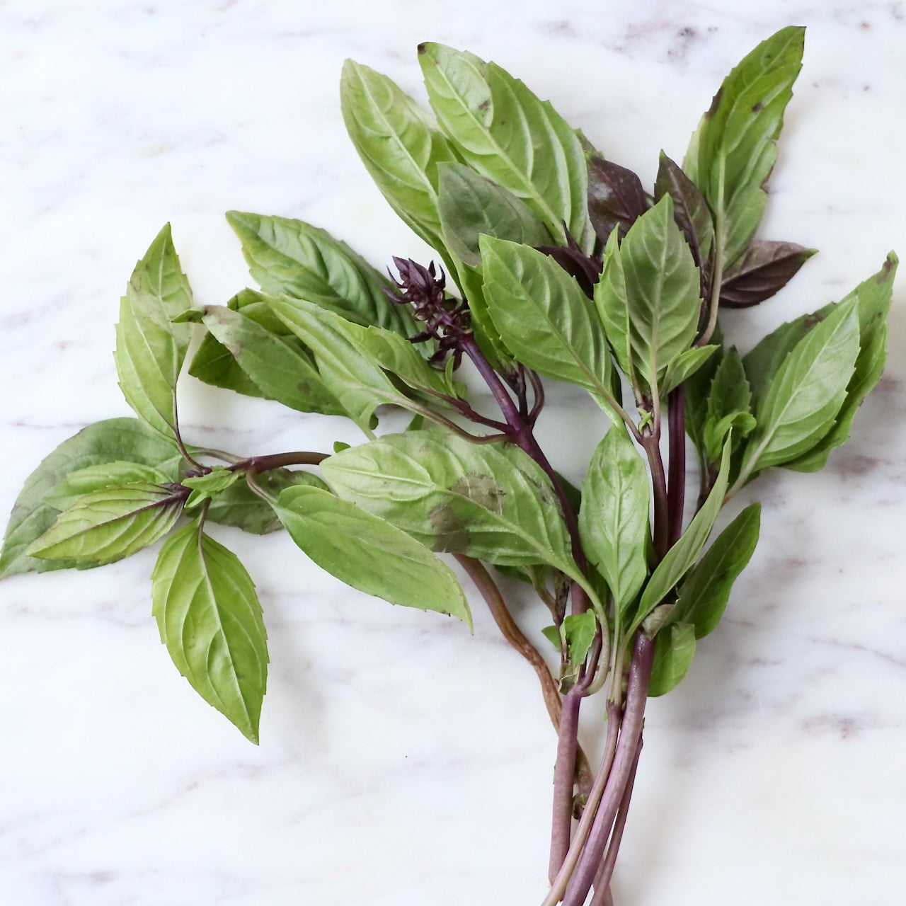 BASIL LOOSE